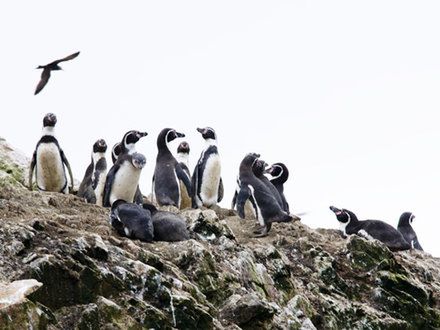 „Galapagos dla ubogich”, czyli Islas Ballestas w Peru