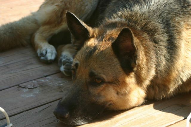 Pies pogryzł 6-latka z Dubina. Są zarzuty dla właściciela owczarka