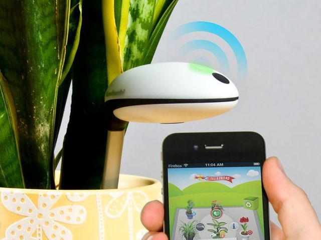 Koubachi Wi-Fi Plant Sensor - urządzenie, które przypilnuje twoich roślin