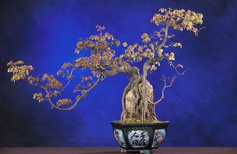 Sadzenie bonsai