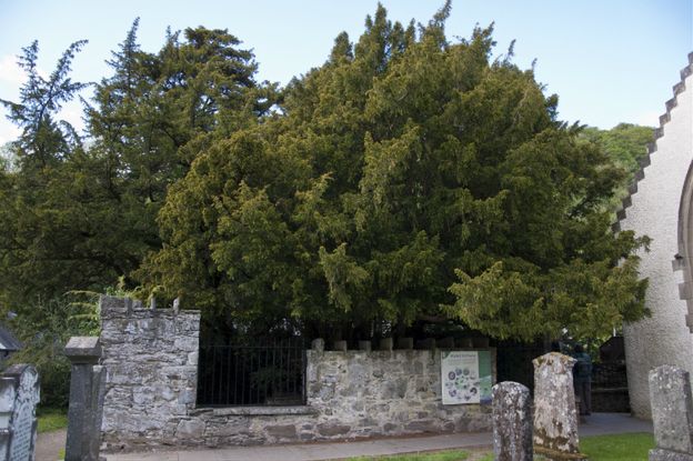 Jedno z najstarszych drzew w Europie... zmienia płeć