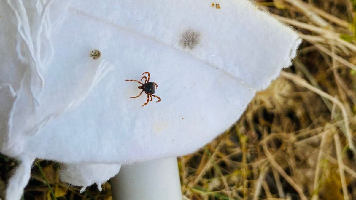 Naukowcy obserwują skupiska tzw. zmutowanych kleszczy w Rosji