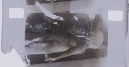 Sekcja zwłok "Obcego" z 1947 roku. Zdjęcie jest warte fortunę