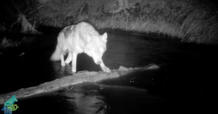 Pułapki fotograficzne obserwują wilki. Okazuje się, że niektóre mają interesujące hobby