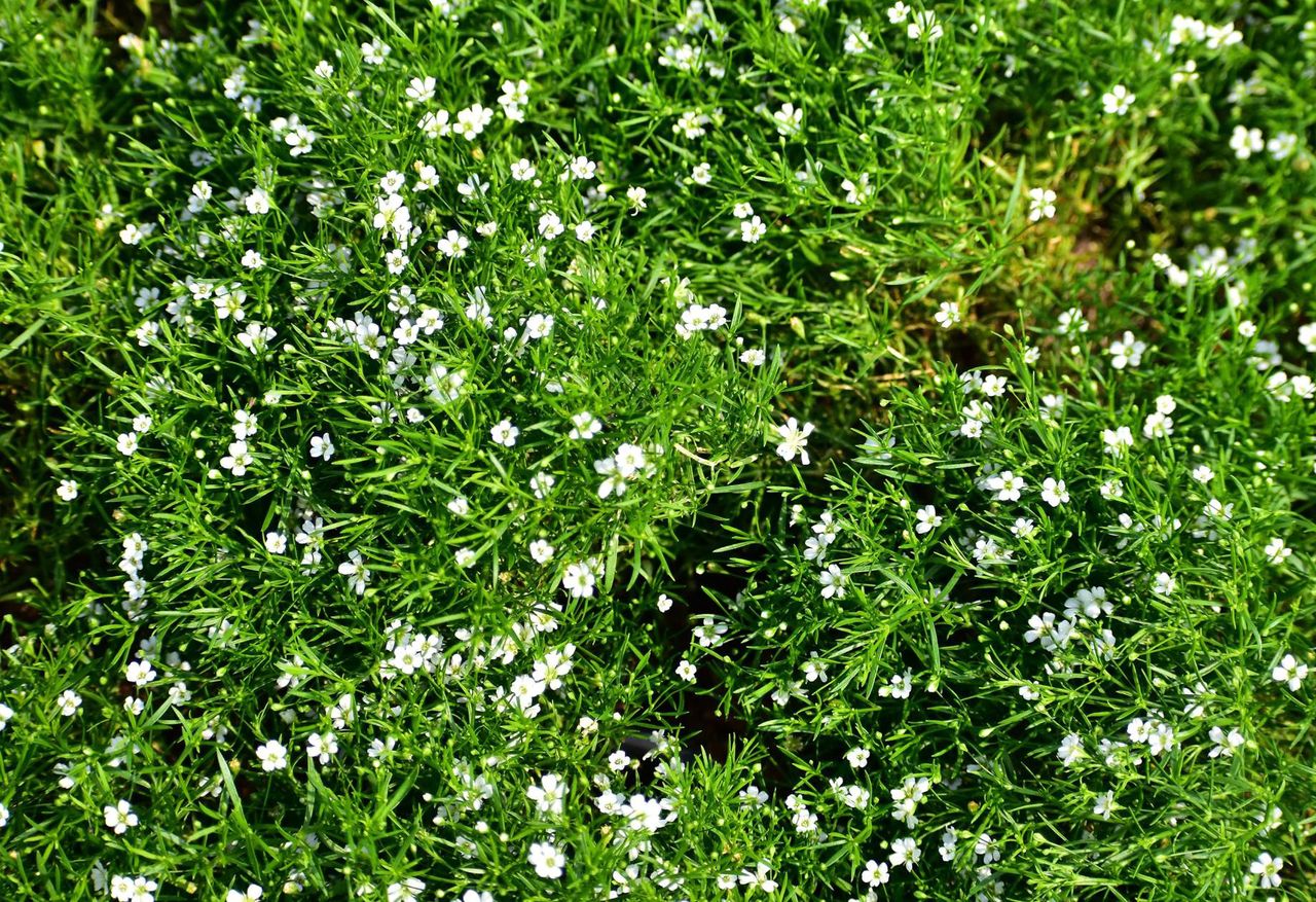 Karmnik ościsty alternatywą dla trawy w ogrodzie 