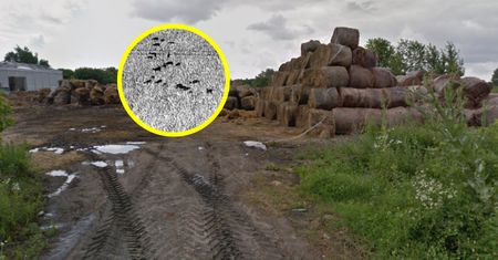 Rolnicy mają dość. Nie dostaną ani grosza. Zareagują myśliwi?