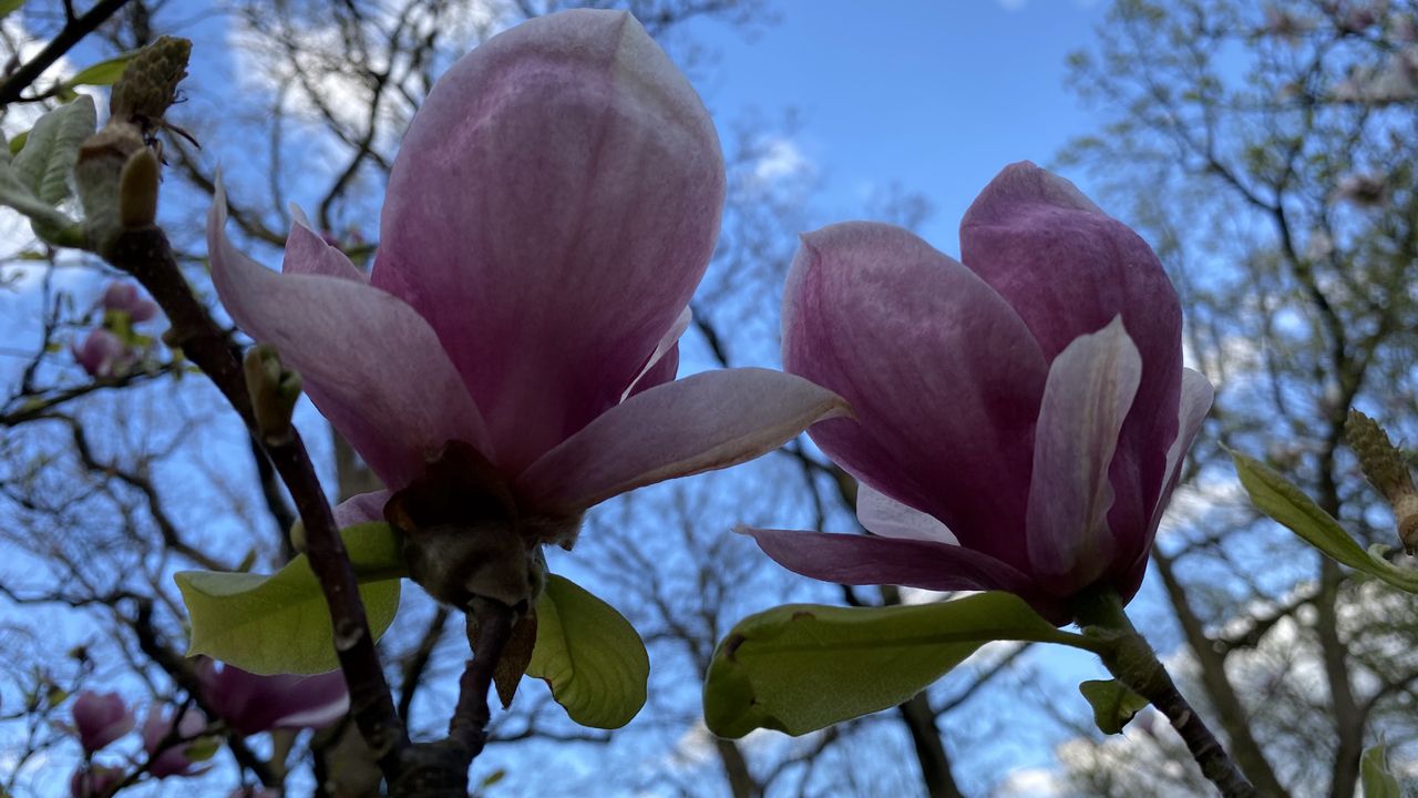 Wrocław. Nareszcie otwarty ogród botaniczny