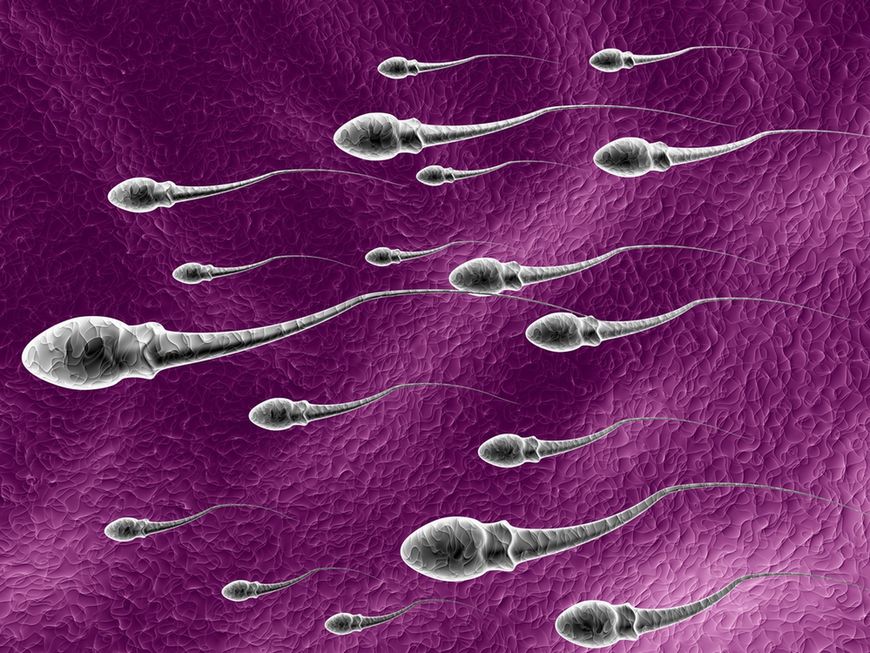 Podczas jednej ejakulacji wytwarza się około 4-6 mililitrów spermy
