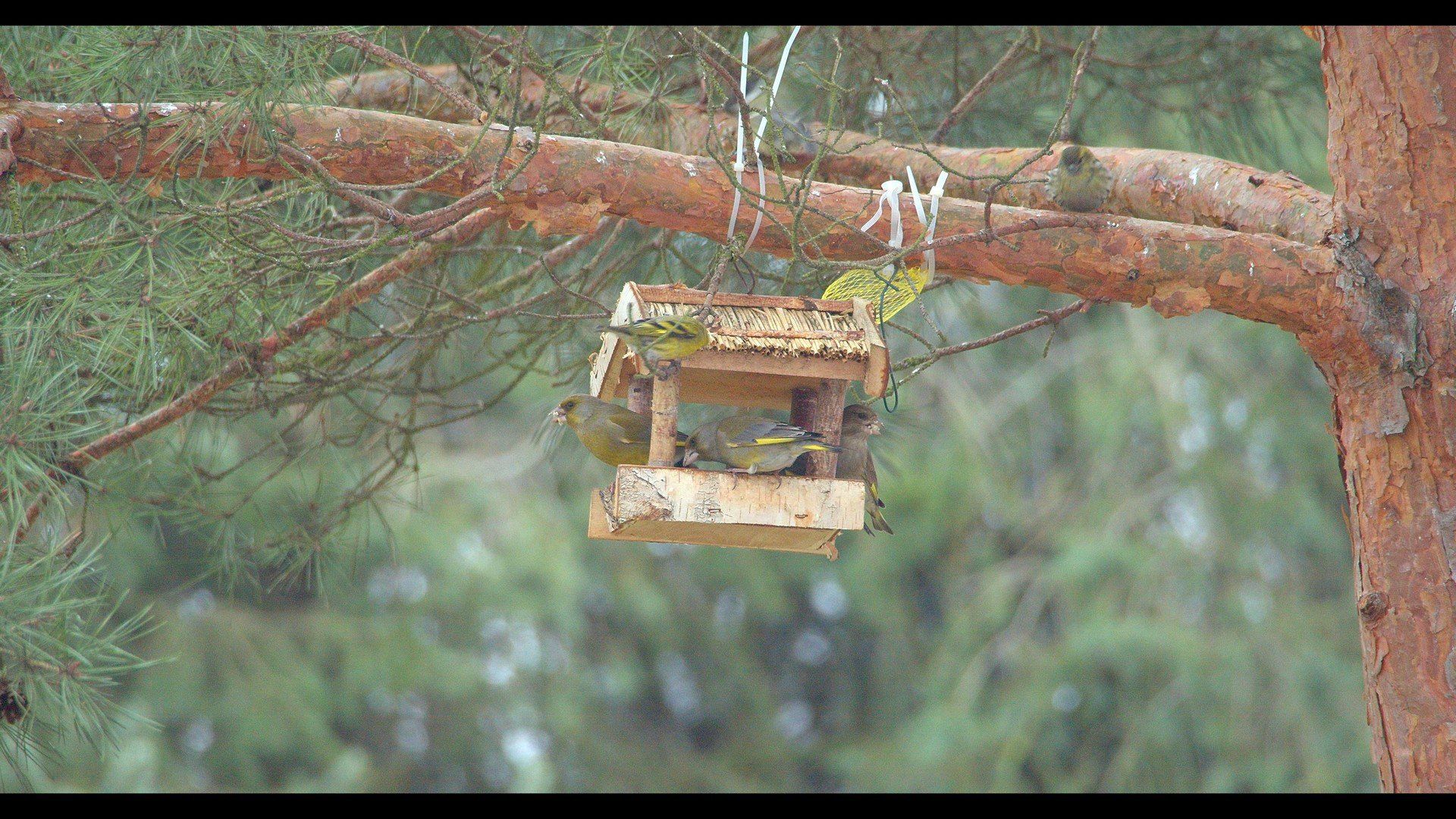 Jak dokarmiać ptaki zimą