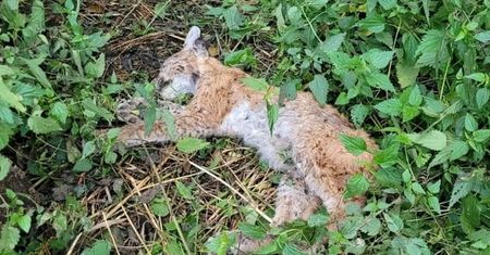 Nie było widać ran na ciele małego rysia. Prawdę ujawniło RTG