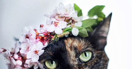 „Cat Effect", czyli cztery pory kota