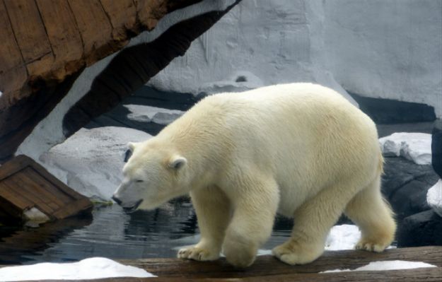 "Najsmutniejszy miś polarny na świecie" wystawiony na wystawie w chińskim centrum handlowym