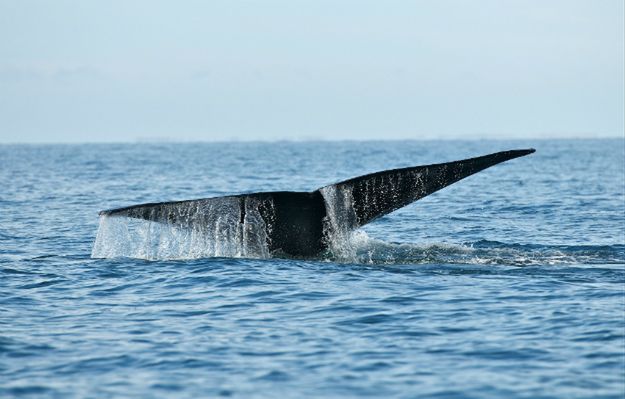 Wieloryb uratowany w Zatoce Gdańskiej