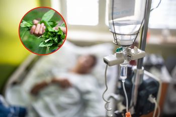 O mało nie skończyło się tragedią. Winny uwielbiany w Polsce kwiat
