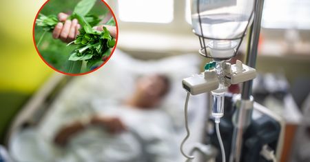 O mało nie skończyło się tragedią. Winny uwielbiany w Polsce kwiat