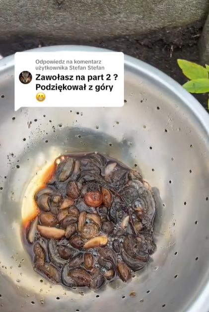 Tiktokerka pokazała, ile ślimaków złapało się na piwo