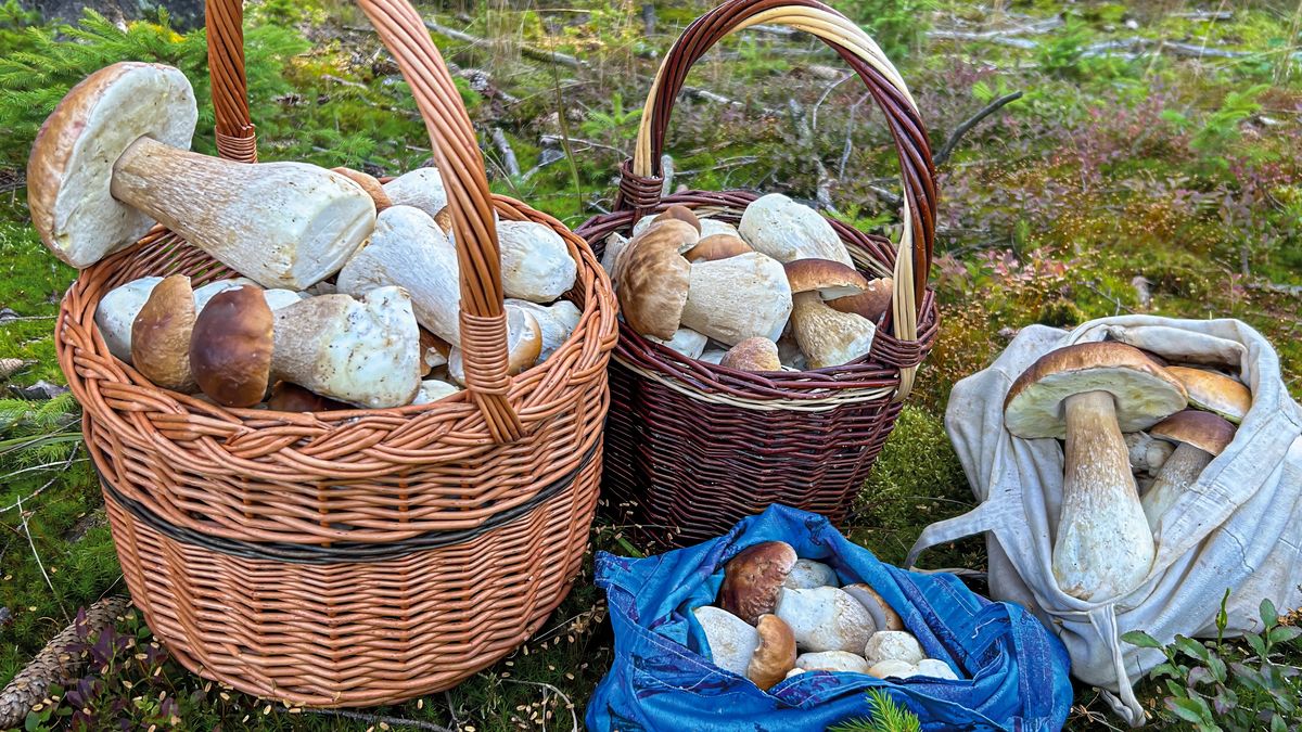 Kosz pełen grzybów