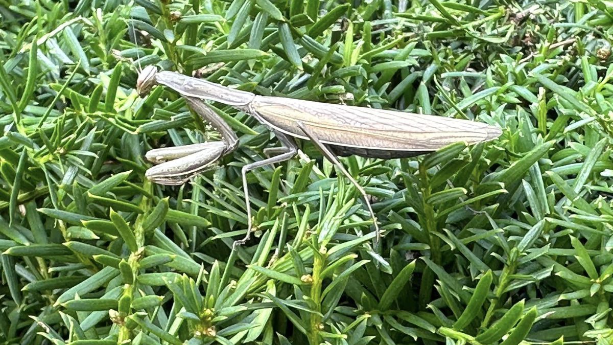 Modliszka zwyczajna (Mantis religiosa) jest w Polsce pod ścisłą ochroną