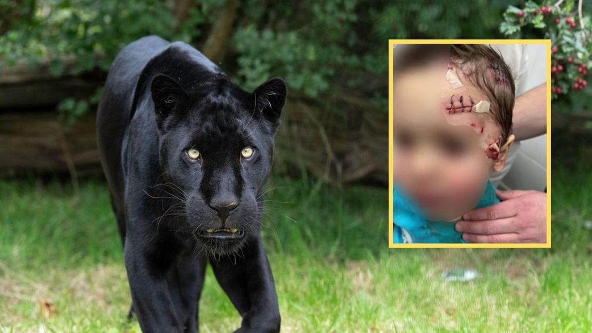 Pantera zaatakowała dziecko w Rosji