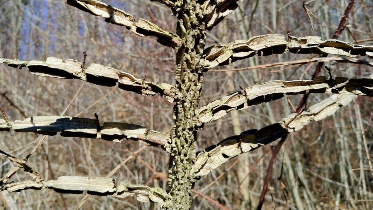 Zaskakujący widok w lesie.