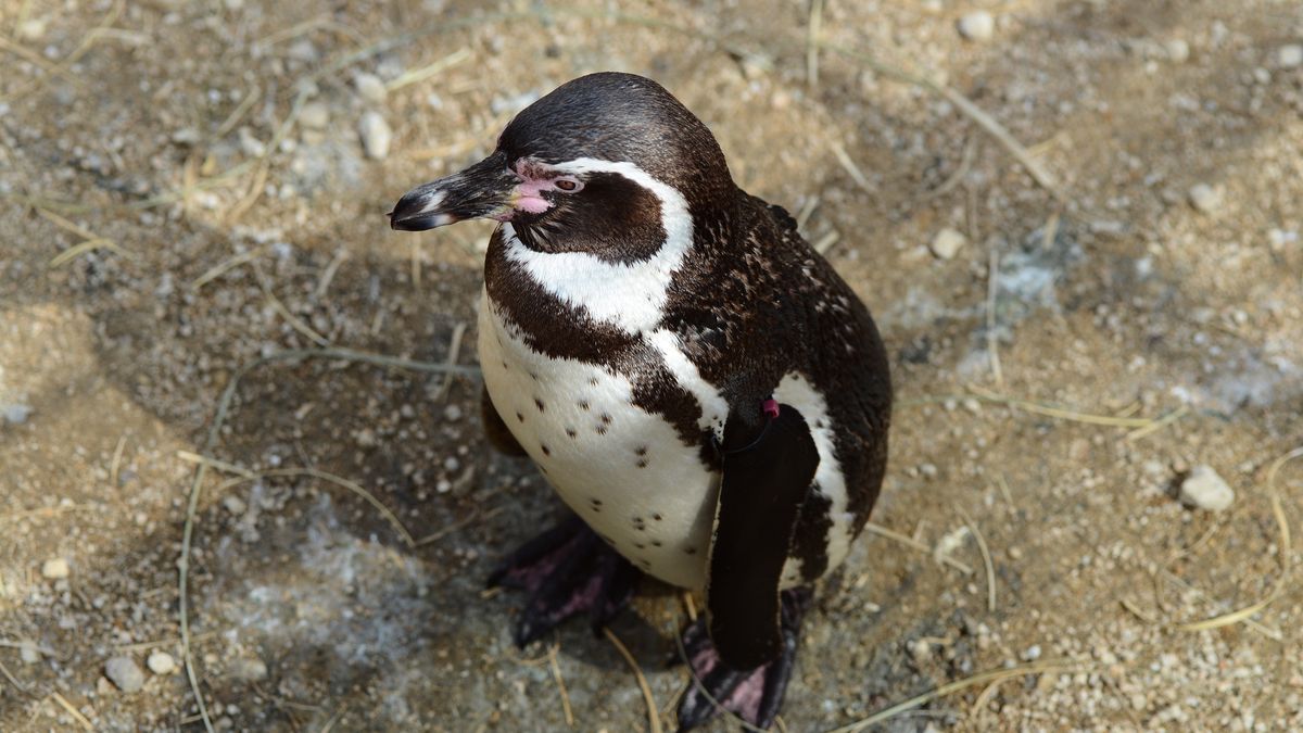 High angle view of sphenisciformes on sand,Japan
Phil Woodall / 500px