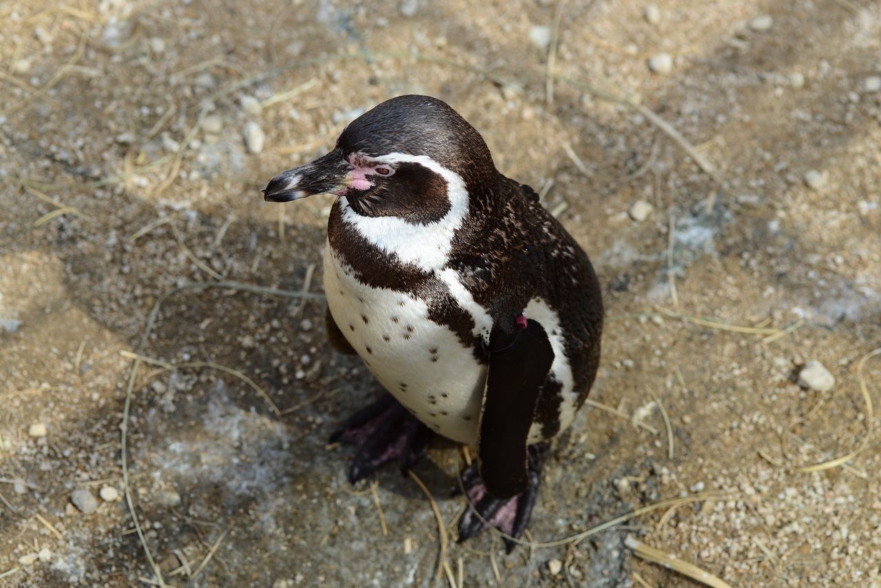 Miraculous survival: Penguin lost at sea found safe after two weeks