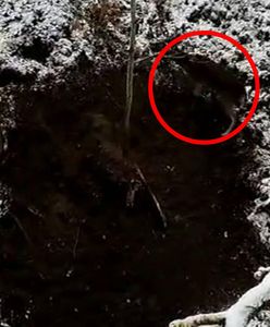 Kłusownictwo pod Grudziądzem. Leśnicy apelują