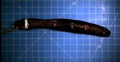 Robot jak robak. Można go bić młotkiem i deptać