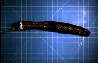 Robot jak robak. Można go bić młotkiem i deptać