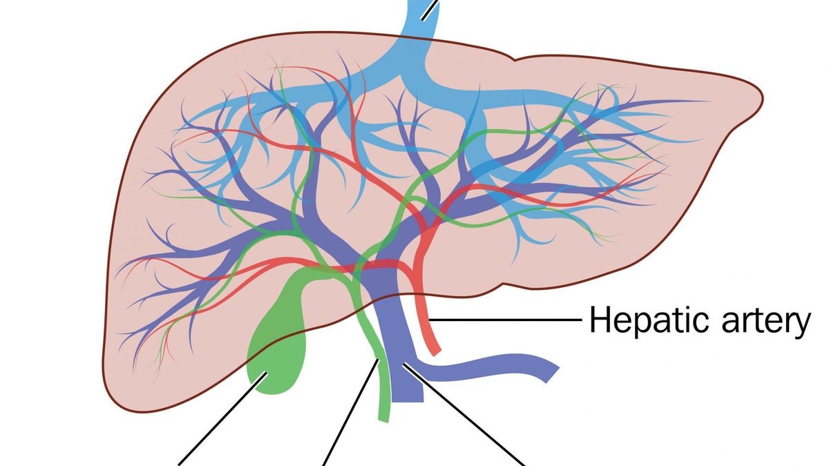 Żyła wrotna to jedno z najważniejszych naczyń krwionośnych, które powstaje z połączenia żyły krezkowej i żyły śledzionowej.
