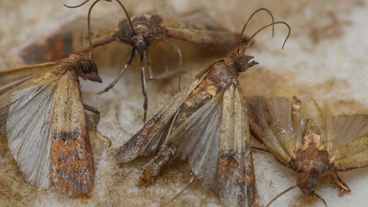 Jak pozbyć się moli spożywczych ze swojej kuchni?