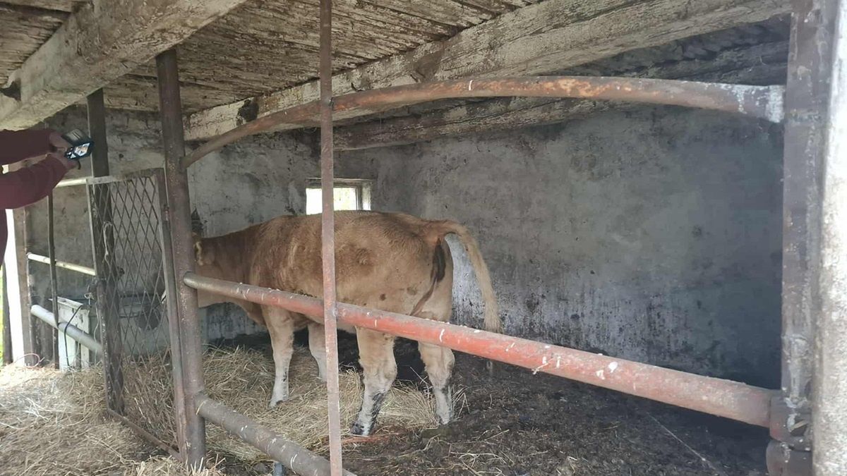 Zwierzęta były przetrzymywane w złych warunkach.