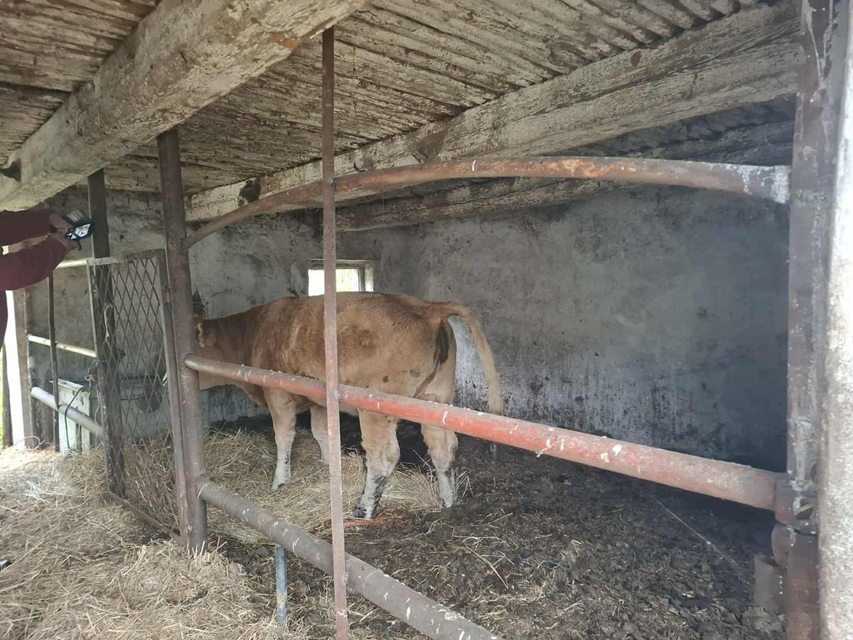 Chcieli odebrać mu zwierzęta. Nagle wypuścił trzy byki