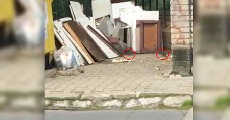 Problem ze szczurami na ul. Kosmowskiej. Kto ma usunąć gryzonie z wiaty śmietnikowej?