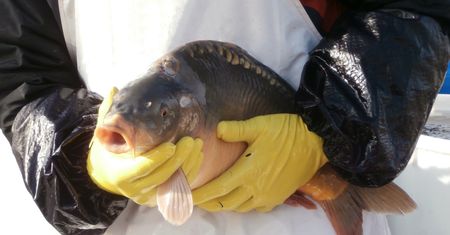 Karp na święta pod znakiem zapytania. Ceny rosną w zastraszającym tempie
