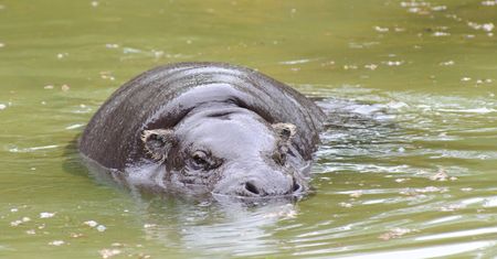 Wyjątkowe narodziny w zoo. Gatunek zagrożony wyginięciem