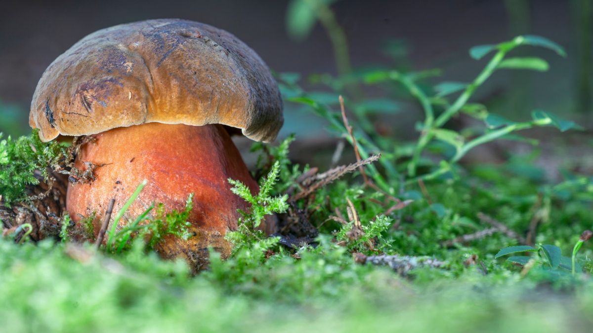 Borowik ceglastopory w lesie