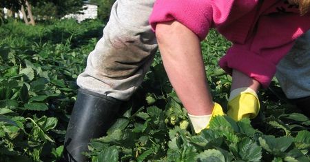 Nowy zawód: pomocnik rolnika. Pracownicy sezonowi będą lepiej chronieni