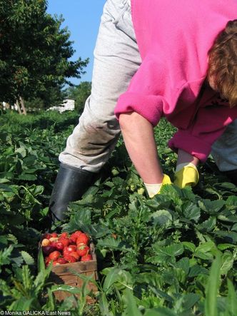 Nowy zawód: pomocnik rolnika. Pracownicy sezonowi będą lepiej chronieni