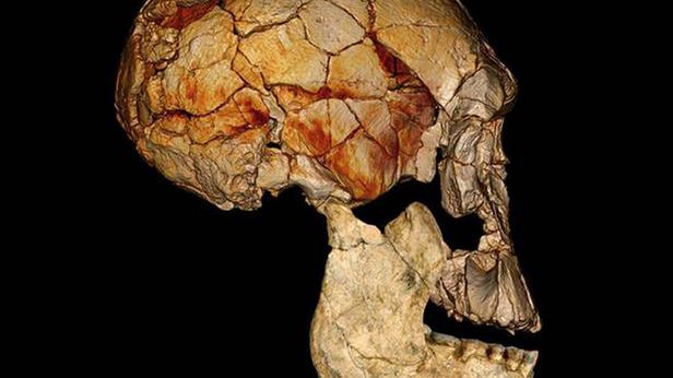 Nowe znalezisko potwierdza: istniał Homo rudolfensis, kolejny gatunek człowieka 1