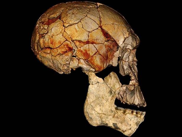 Nowe znalezisko potwierdza: istniał Homo rudolfensis, kolejny gatunek człowieka