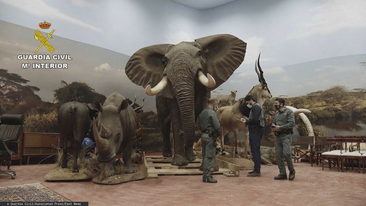 Wśród zabezpieczonych eksponatów znajdują się m.in. słoń afrykański