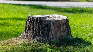 Jak usunąć pień po drzewie? Oto najlepsze domowe patenty