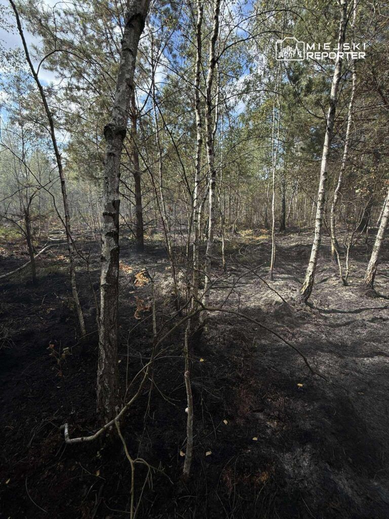 Spalone drzewa i czarna ziemia w lesie po pożarze, w tle niebo z białymi chmurami.