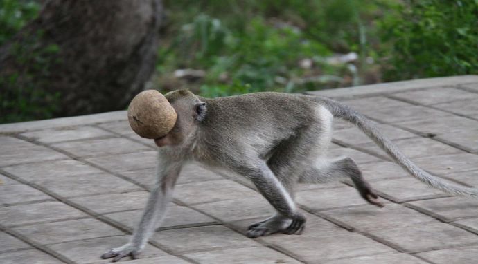 Jak się bawi przyroda?