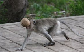 Planete+ Jak się bawi przyroda?