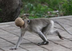 Planete+ Jak się bawi przyroda?