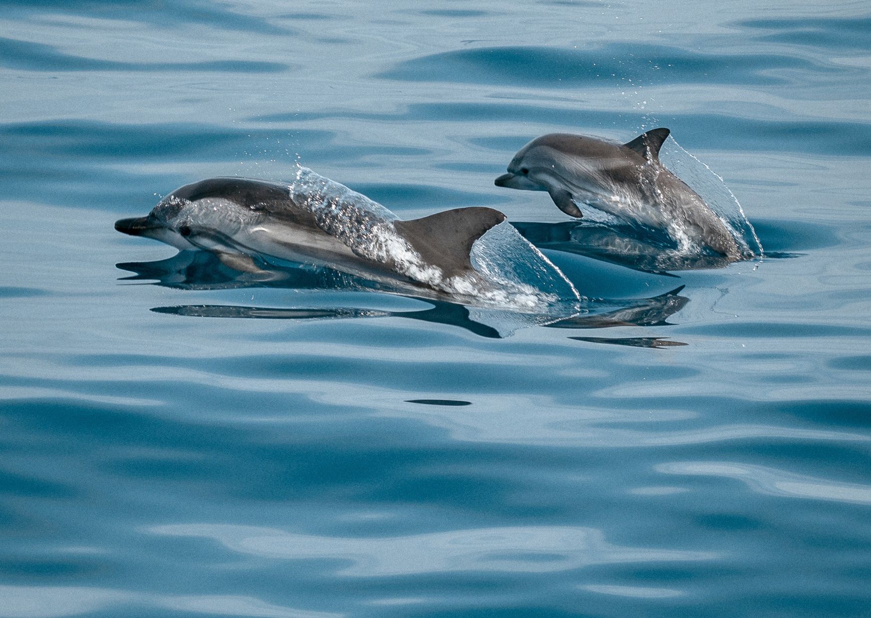Delfiny chorują. Zaobserwowano poważne zmiany w mózgu