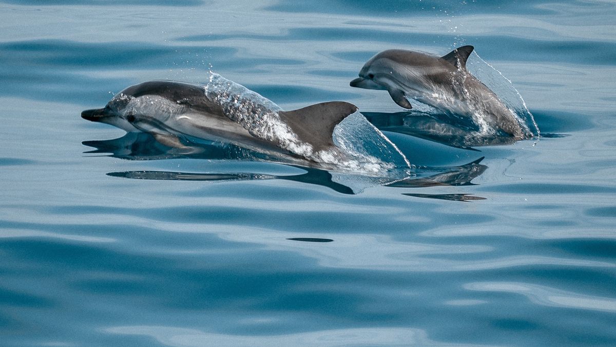 Delfiny stają się coraz bardziej agresywne