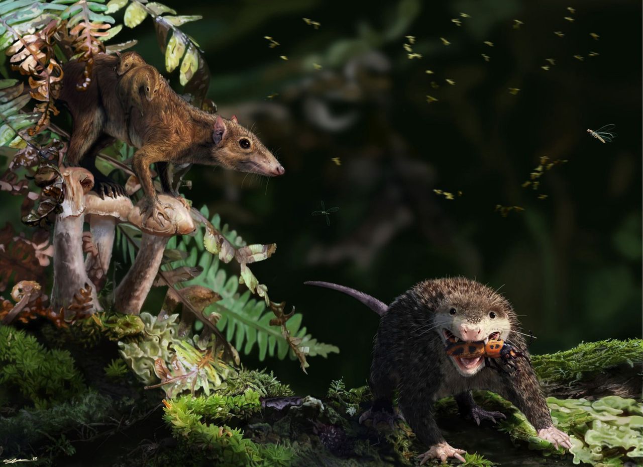 Jurassic mammals outlived modern counterparts, research reveals